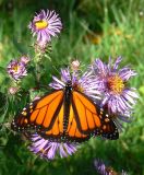 Monarch Butterfly