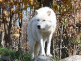 Arctic Wolf on Rocky hill
