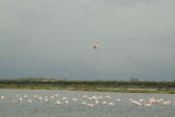 Flamingo in flight