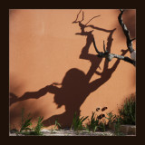 shadows