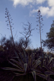 agaves