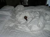 POOCHY GETS TO SLEEP IN WHILE EVERYONE ELSE HAS TO GO TO WORK.