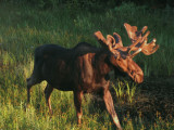 moose2.jpg