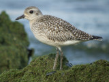 Black-bellied Plover (juvenile )