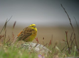 Yellowhammer (Gulsparv)