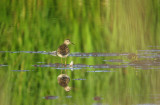 Wood Sandpiper (Grnbena)