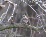 Yellow-browed Bunting (Gulbrynad sparv) Emberiza chrysophrys