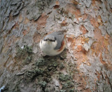 Nuthatch (Ntvcka)