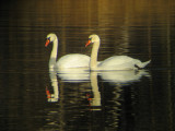 Mute Swan (Knlsvan)