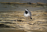 Pied Wagtail (Sdesrla)