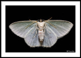 Insects and Bugs