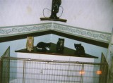 001 Molly and siblings May 2000