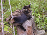 032 Relaxing on a tree stump 2 June 2002