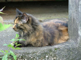 063 6 June 2004