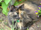 067 12 June 2004