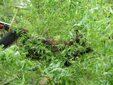 070 Nesting in the willow 29 June 2004