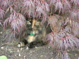 074 Acer with cat 21 July 2004