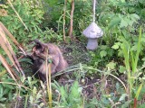 083 6 July 2007