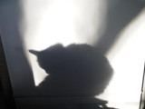 098 Shadow cat 25 Oct 2003