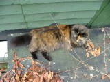 109 13 May 2006