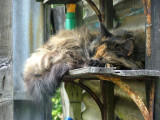 114 24 June 2006