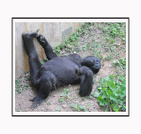 Just Monkeying Around