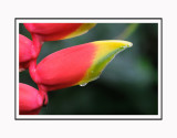 Thats some flower