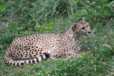 The Cheetah