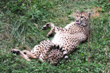 Cheetah