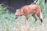 Maned Wolf