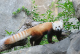 Red Panda