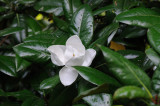 Magnolia Flower