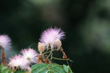 Flower on a Locust tree?