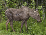 Moose with road rash