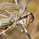  Immature White-crowned Sparrow<br>  (Zonotrichia leucophrys)