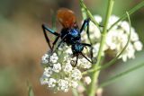 Tarantula Hawk Wasp