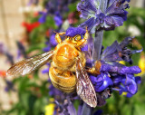 Male Valley Carpenter Bee<br>  (Xylocopa varipuncta)