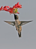 Hummingbird at the Red-tip Yucca