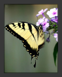 Eastern Tiger Swallowtail