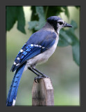 Blue Jay