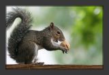 Squirrel003
