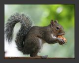 Squirrel004