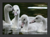 Cygnets