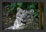 Snow Leopard4