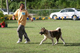 Barbados Kennel Club Dog Show