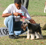 Barbados Kennel Club Dog Show