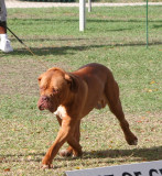 Barbados Kennel Club Dog Show