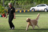 Barbados Kennel Club Dog Show