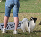 Barbados Kennel Club Dog Show