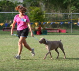 Barbados Kennel Club Dog Show
